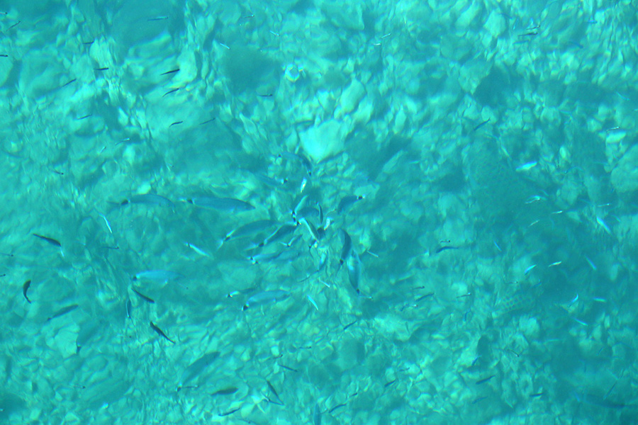 snorkeling_on_adriatic_island